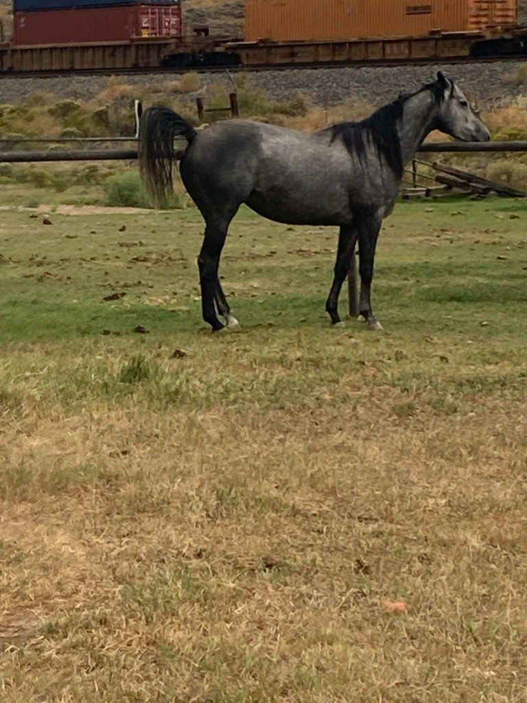 2020 Registered Gray  brood mare