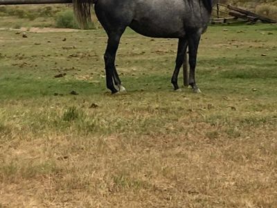 2020 Registered Gray brood mare
