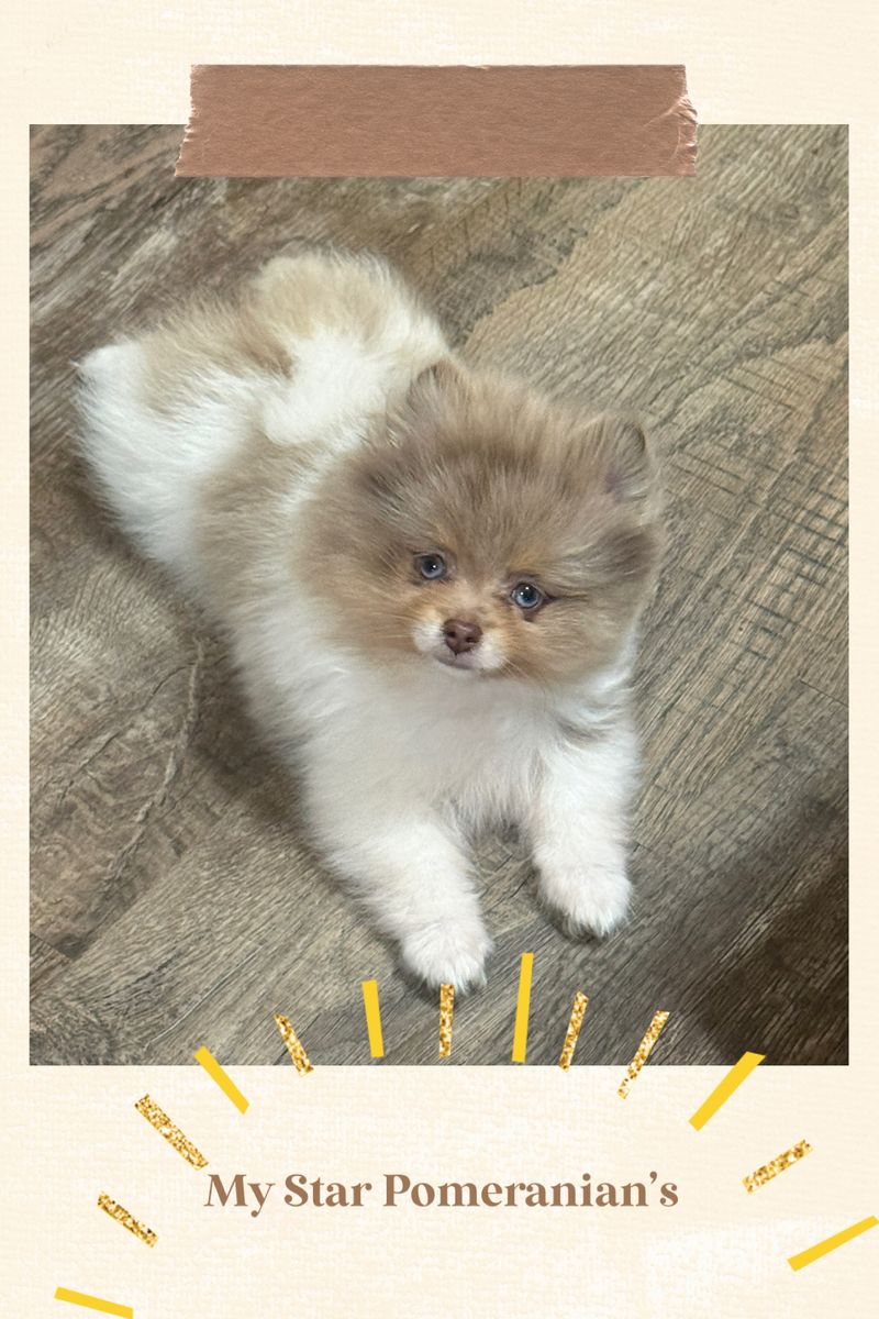 AKC Pomeranian puppies 