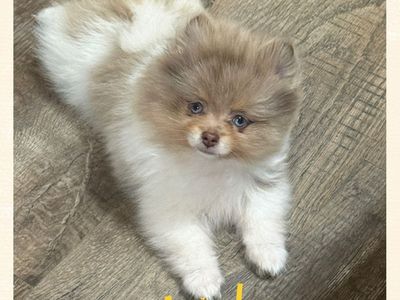 AKC Pomeranian puppies