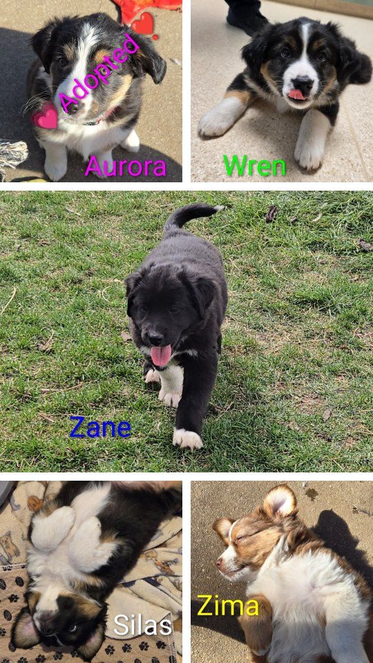 Mini Aussie / Australian Shepherd Puppies 10 wks