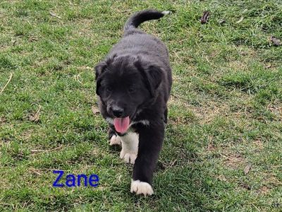 Mini Aussie / Australian Shepherd Puppies 10 wks