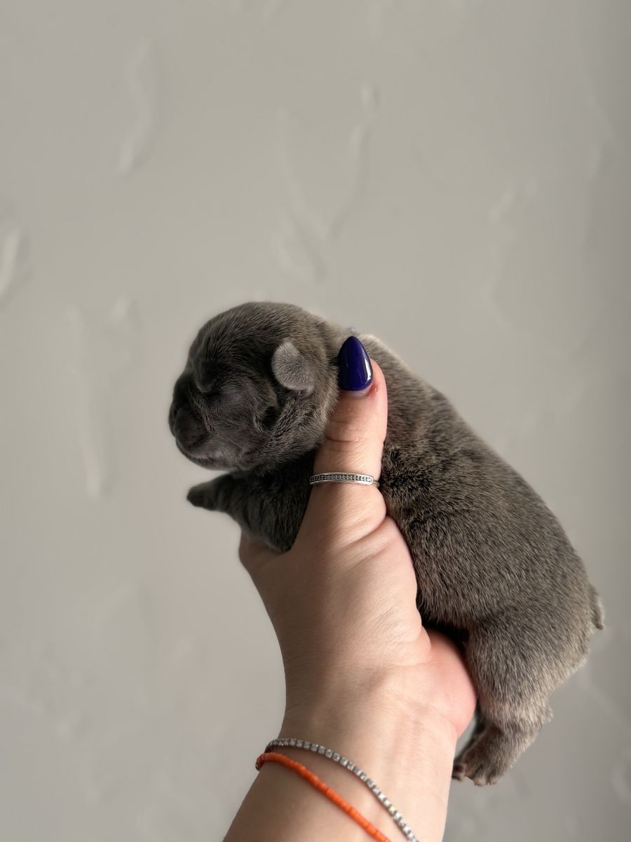 LILAC MALE FRENCHIE