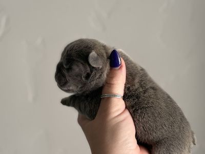 LILAC MALE FRENCHIE