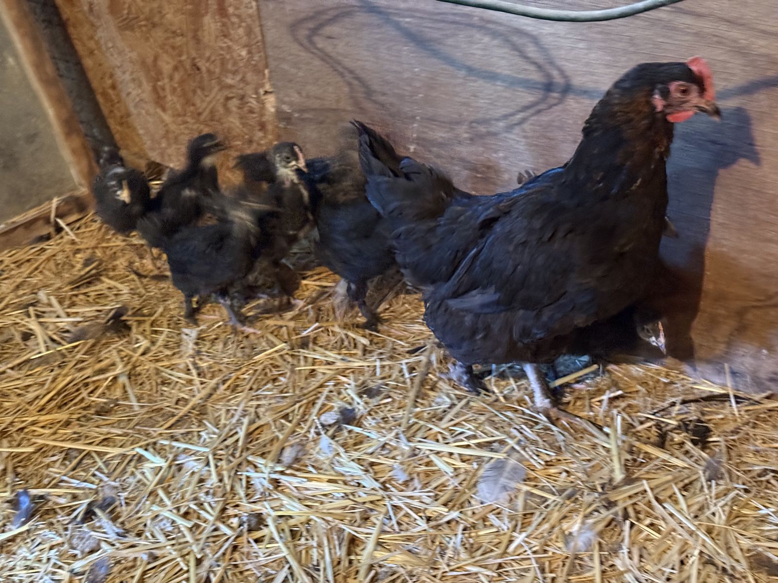 Baby chicks