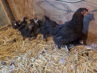 Baby chicks