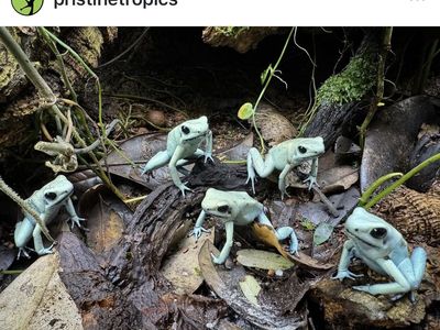 Mint Terribilis Juvies