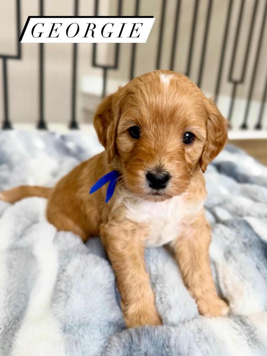 Mini Goldendoodle Puppies