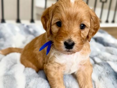 Mini Goldendoodle Puppies
