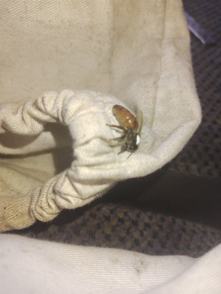 Italian Queen Bee