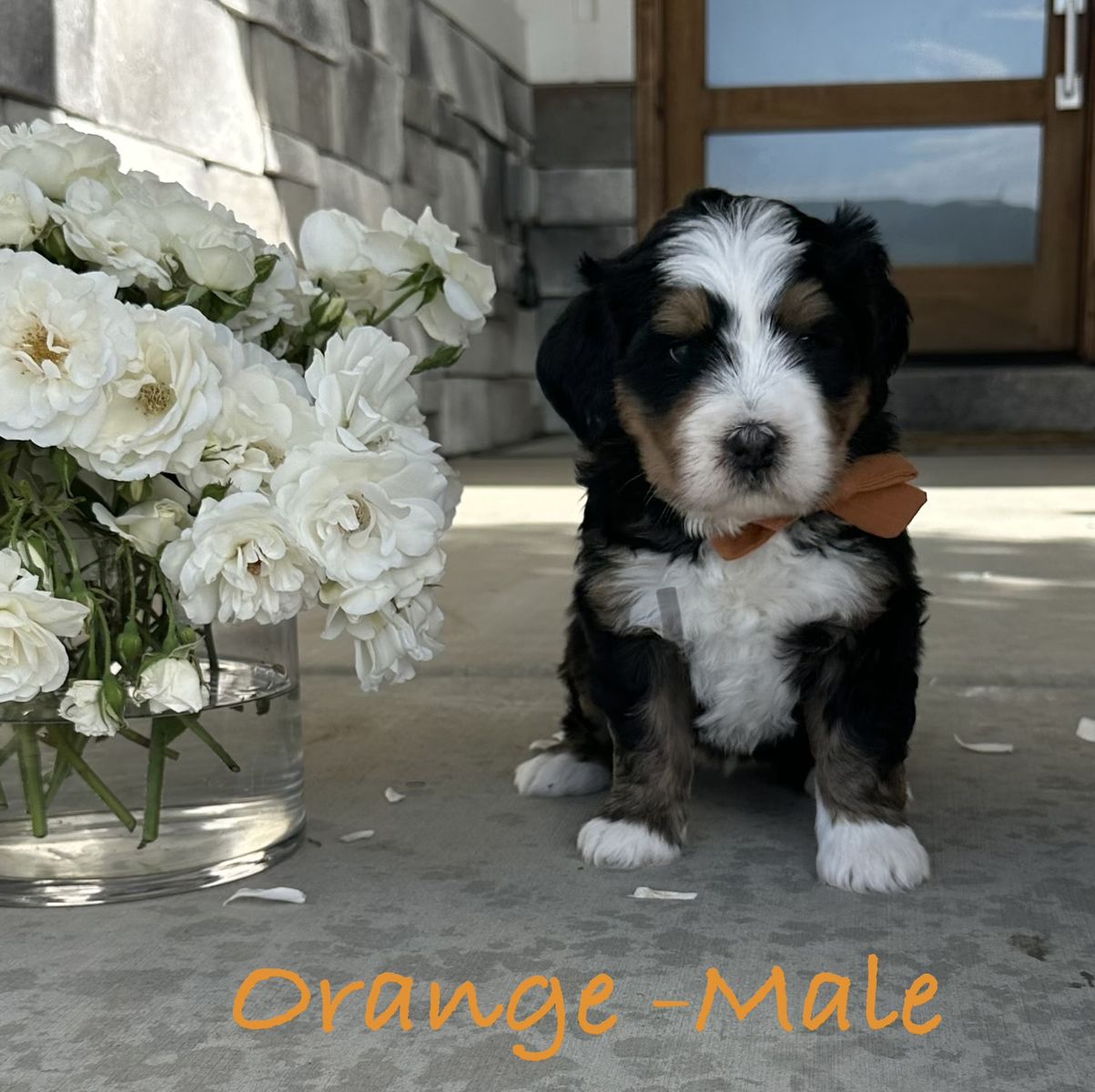 Ultra Bernedoodle Puppies!!