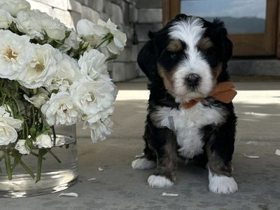 Ultra Bernedoodle Puppies!!