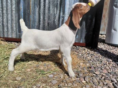 Boer Bottle Buckling