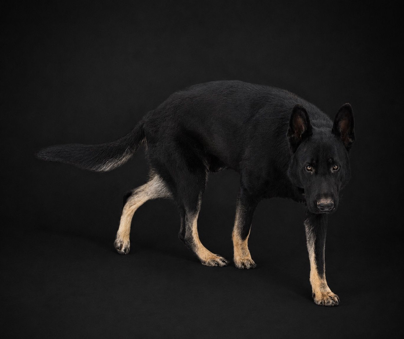 Proven AKC Male German Shepherd - Stud Service Only