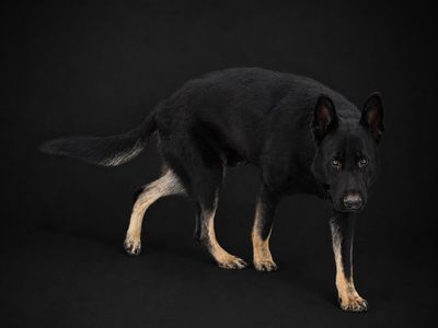 Proven AKC Male German Shepherd - Stud Service Only