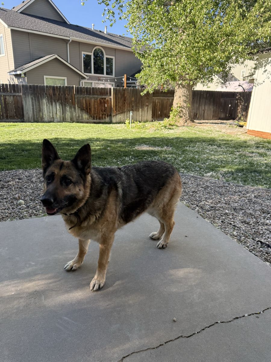 German Shepard