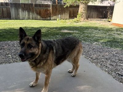 German Shepard