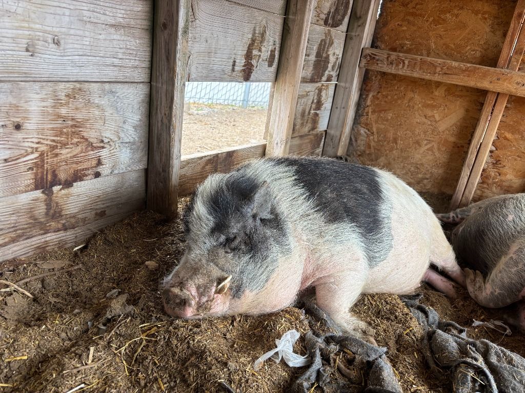 George the Pet Pig