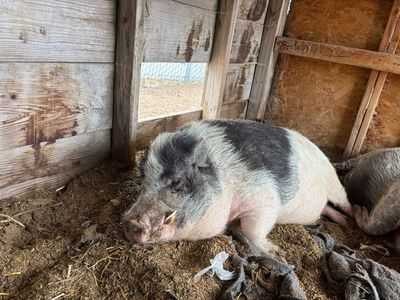 George the Pet Pig