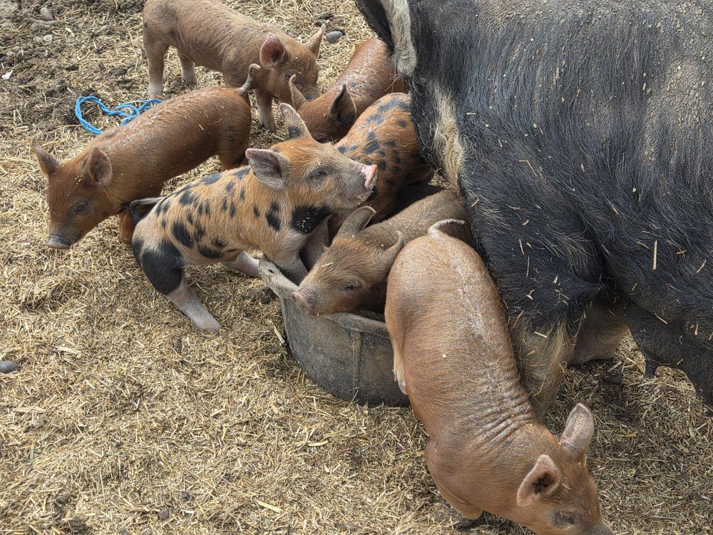 Heritage Berkshire/Tamworth Cross Feeder Pigs – $200