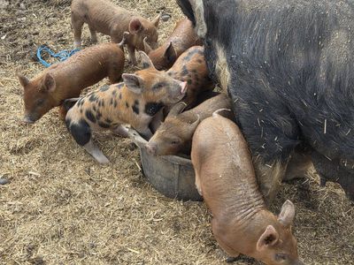 Heritage Berkshire/Tamworth Cross Feeder Pigs – $200