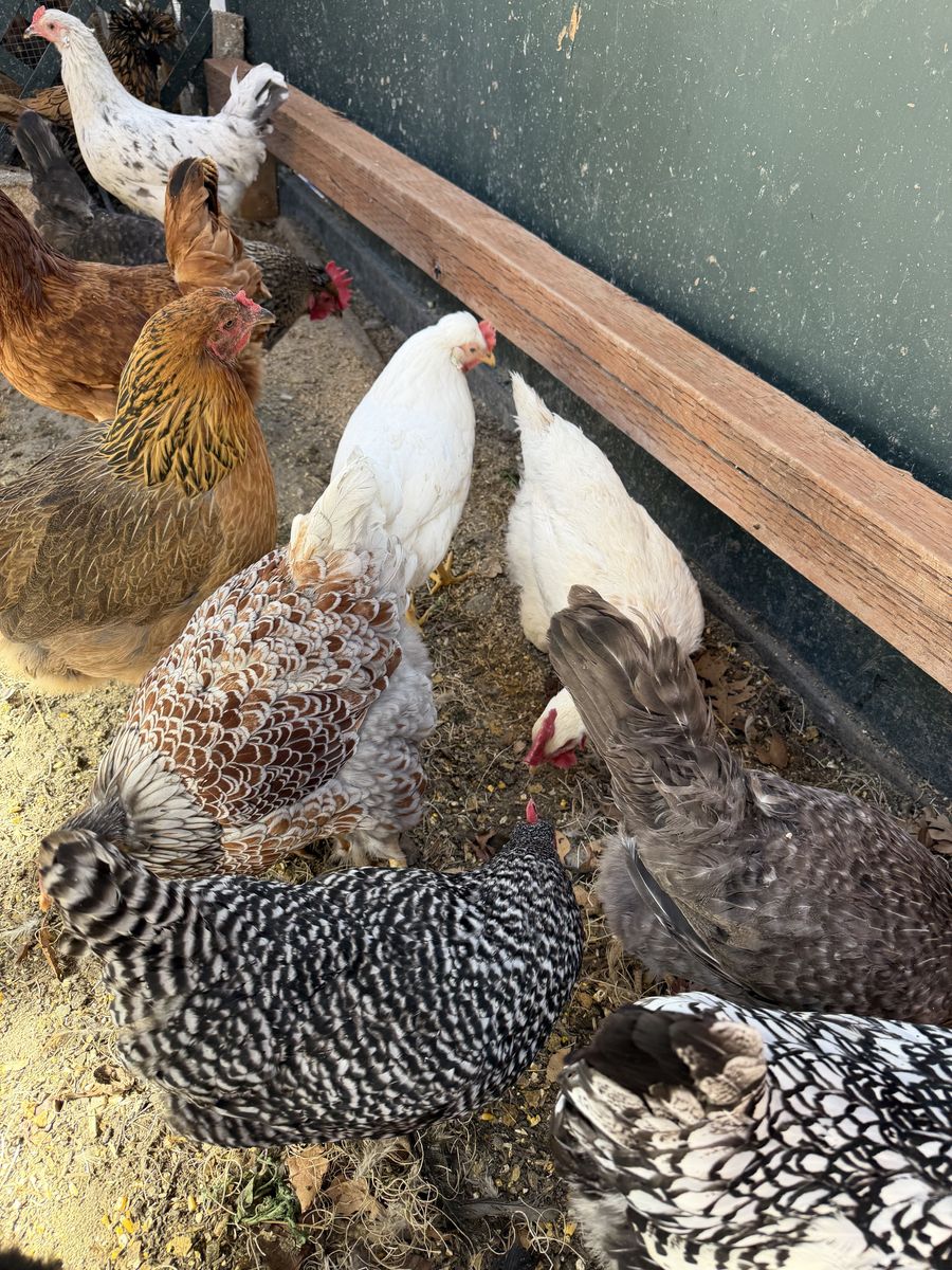 Laying hens blue, olive, cream, brown eggs