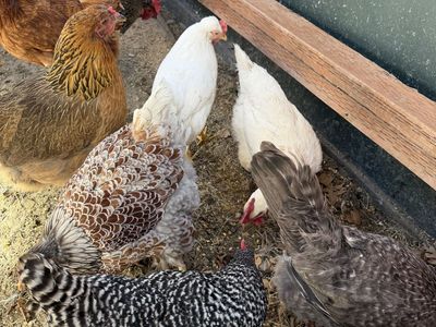 Laying hens blue, olive, cream, brown eggs