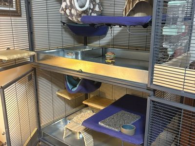 Young Light Ebony Female Chinchilla + Cage & Supplies