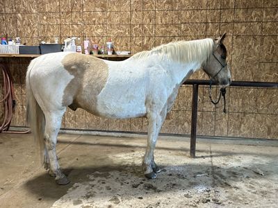 Paint Gelding