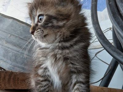 Kittens