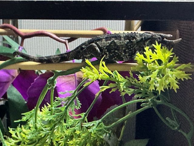 Juvenile Rainbow Jackson's Chameleon