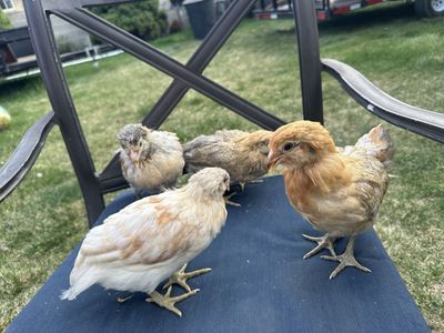 Americauna Pullets