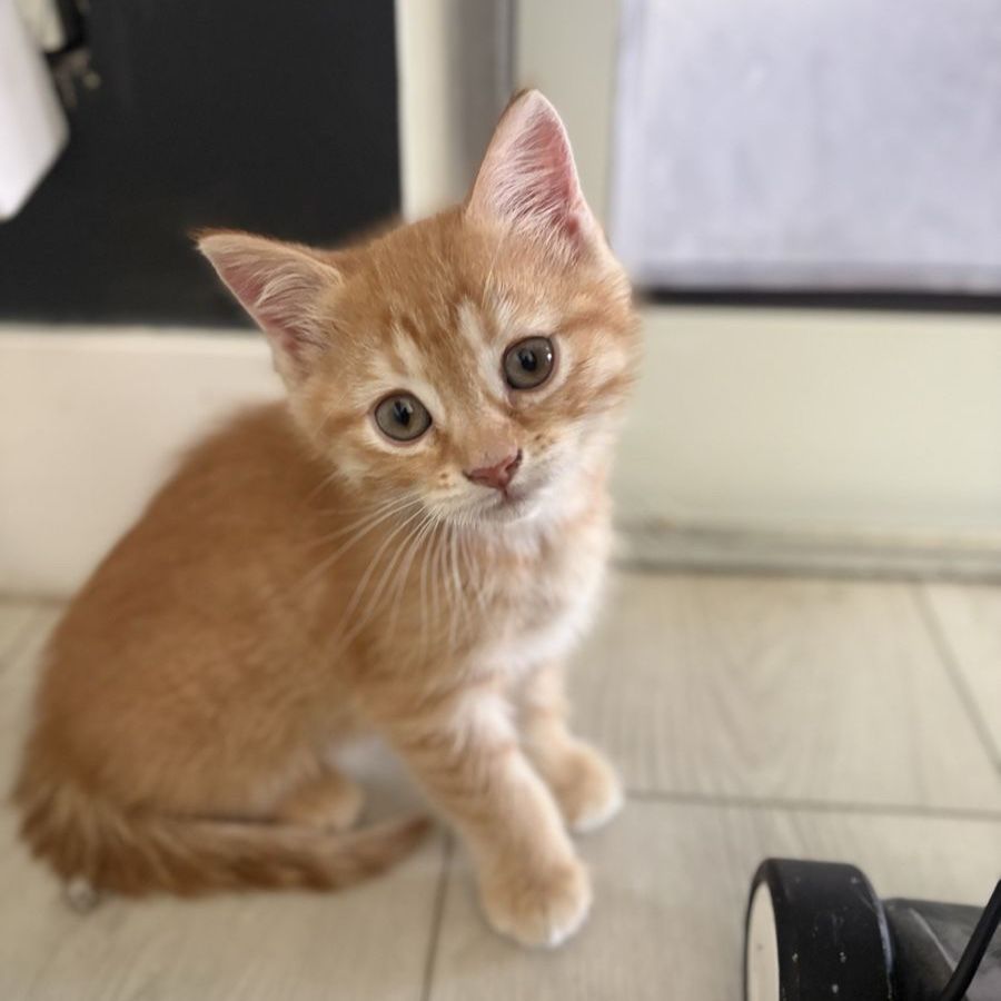 Playful 8-Week-Old Orange Kitten - 1/4 Persian Mix