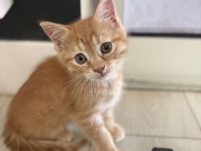 Playful 8-Week-Old Orange Kitten - 1/4 Persian Mix
