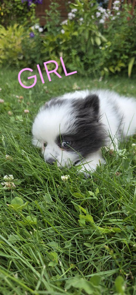 Pomeranian Puppies