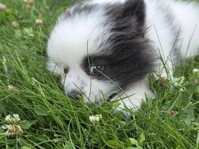Pomeranian Puppies