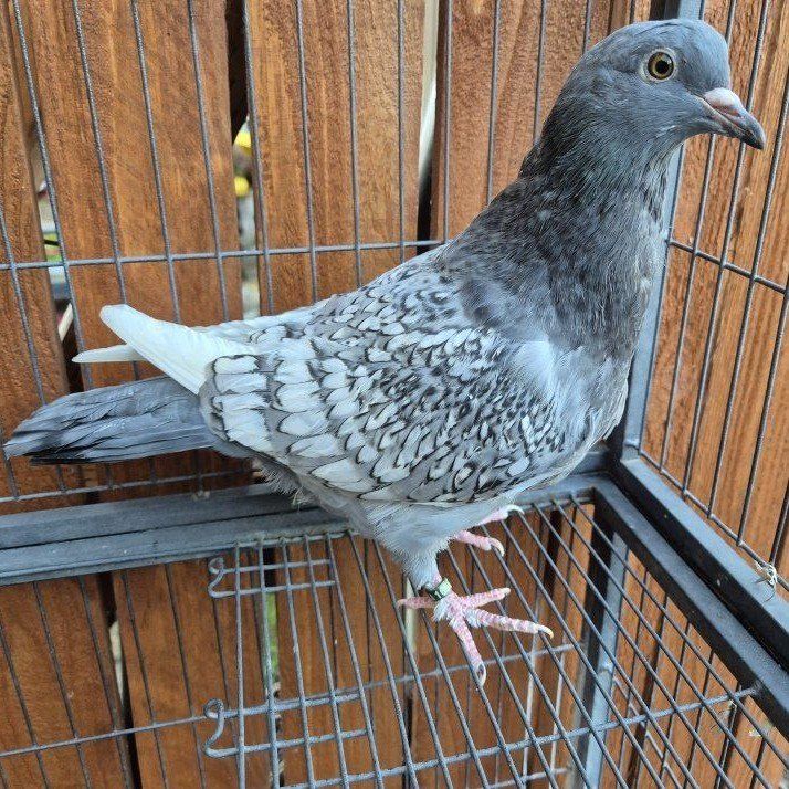 Polish Lynx Squeaker Pigeons