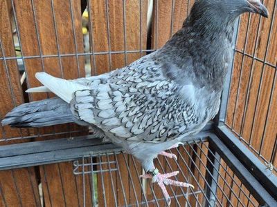 Polish Lynx Squeaker Pigeons