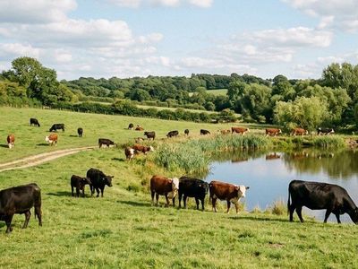 My Cattle Preserve your Greenbelt and Water Rights
