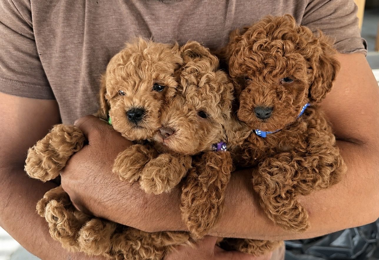 Toy Teacup Goldendoodle
