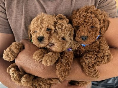 Toy Teacup Goldendoodle
