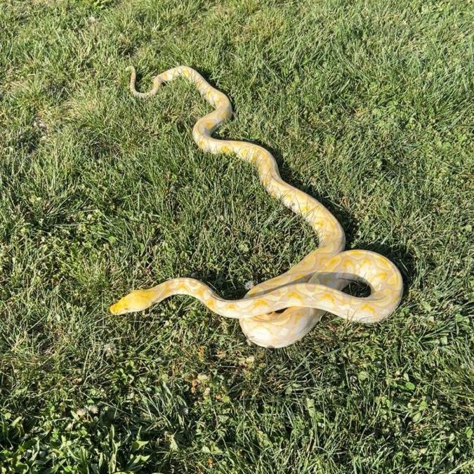 Lavender albino reticulated python