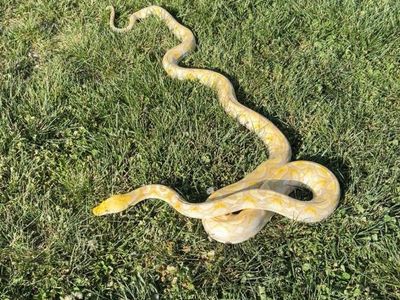 Lavender albino reticulated python