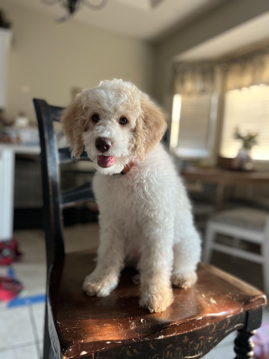 Gorgeous Golden Doodle Puppy