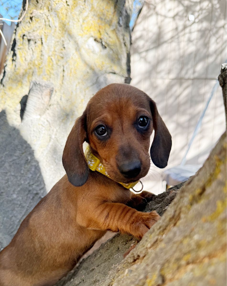 Mini Dachshund Puppy