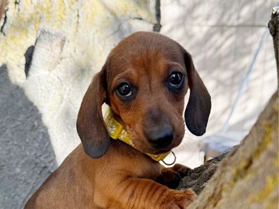Mini Dachshund Puppy