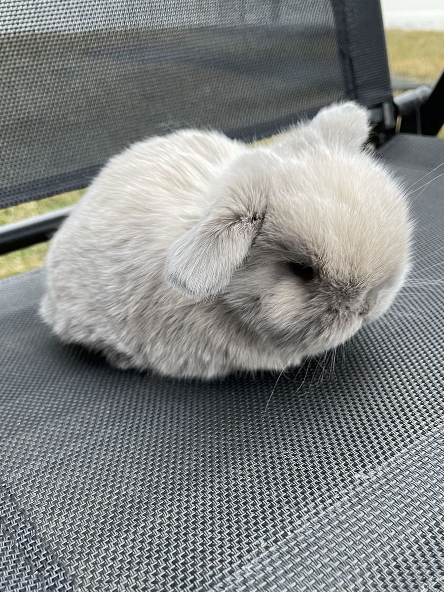 Pedigreed Holland Lop - Female
