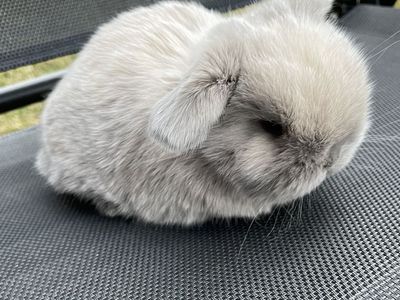 Pedigreed Holland Lop - Female
