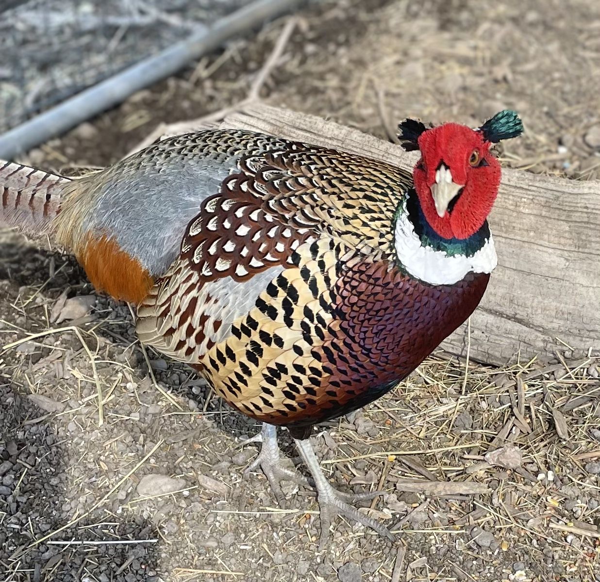 Ring-necked Pheasant Trio 3yrs