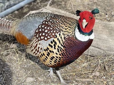 Ring-necked Pheasant Trio 3yrs
